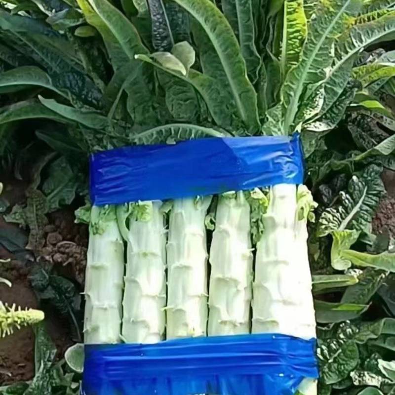 精品红叶香莴苣协助装车运费自理价格商议供货量大