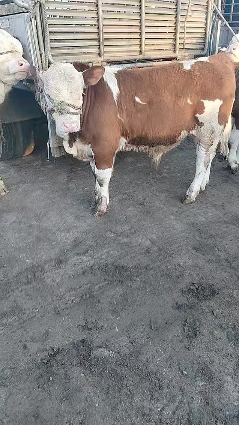 吉林牛，西门塔尔小母牛西门塔尔小公牛，欢迎视频看货