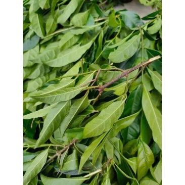 野生药材羊角拗羊角扭羊角树外用跌打药材生品