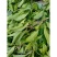 野生药材羊角拗羊角扭羊角树外用跌打药材生品