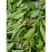 野生药材羊角拗羊角扭羊角树外用跌打药材生品