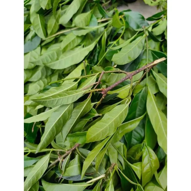 野生药材羊角拗羊角扭羊角树外用跌打药材生品