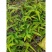 野生药材羊角拗羊角扭羊角树外用跌打药材生品