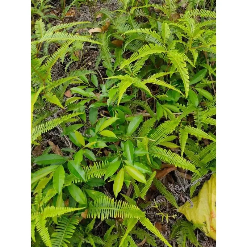 野生药材羊角拗羊角扭羊角树外用跌打药材生品