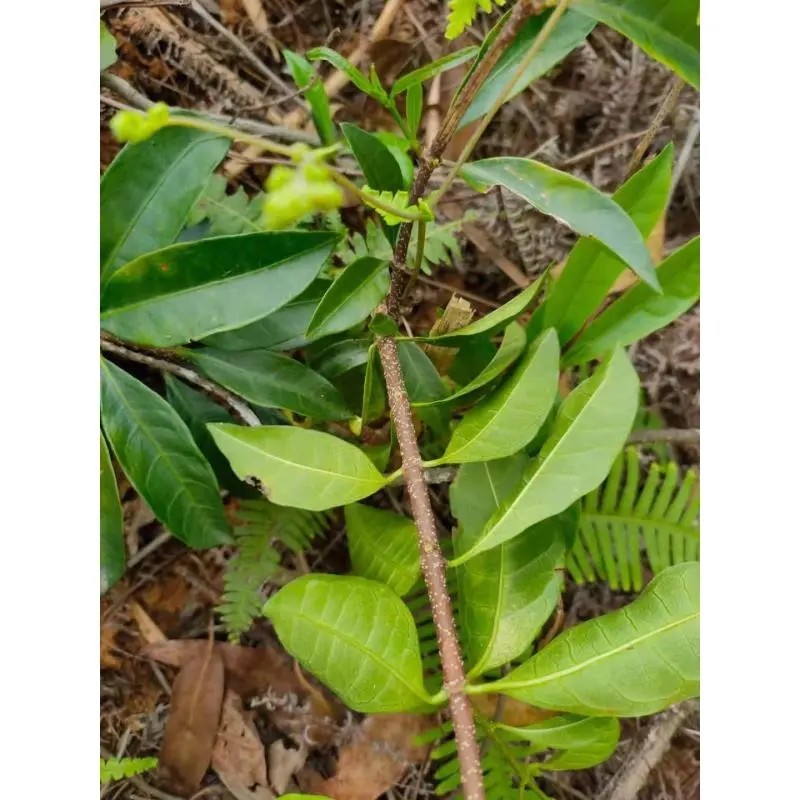 野生药材羊角拗羊角扭羊角树外用跌打药材生品