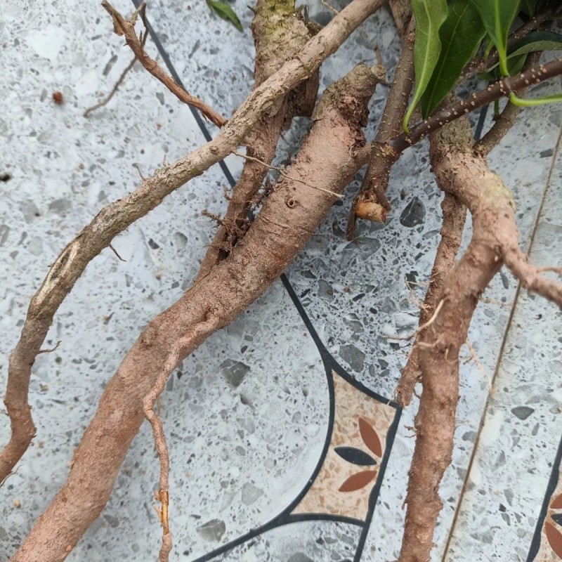 野生药材羊角拗羊角扭羊角树外用跌打药材生品