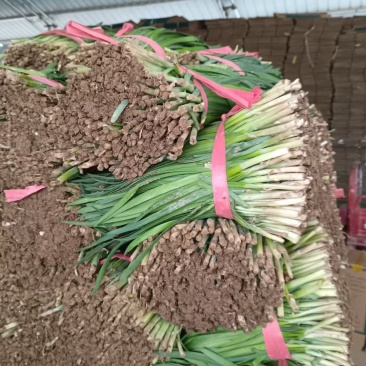 精品大田韭菜，直供电商平台商超市场，产地直发长期合作