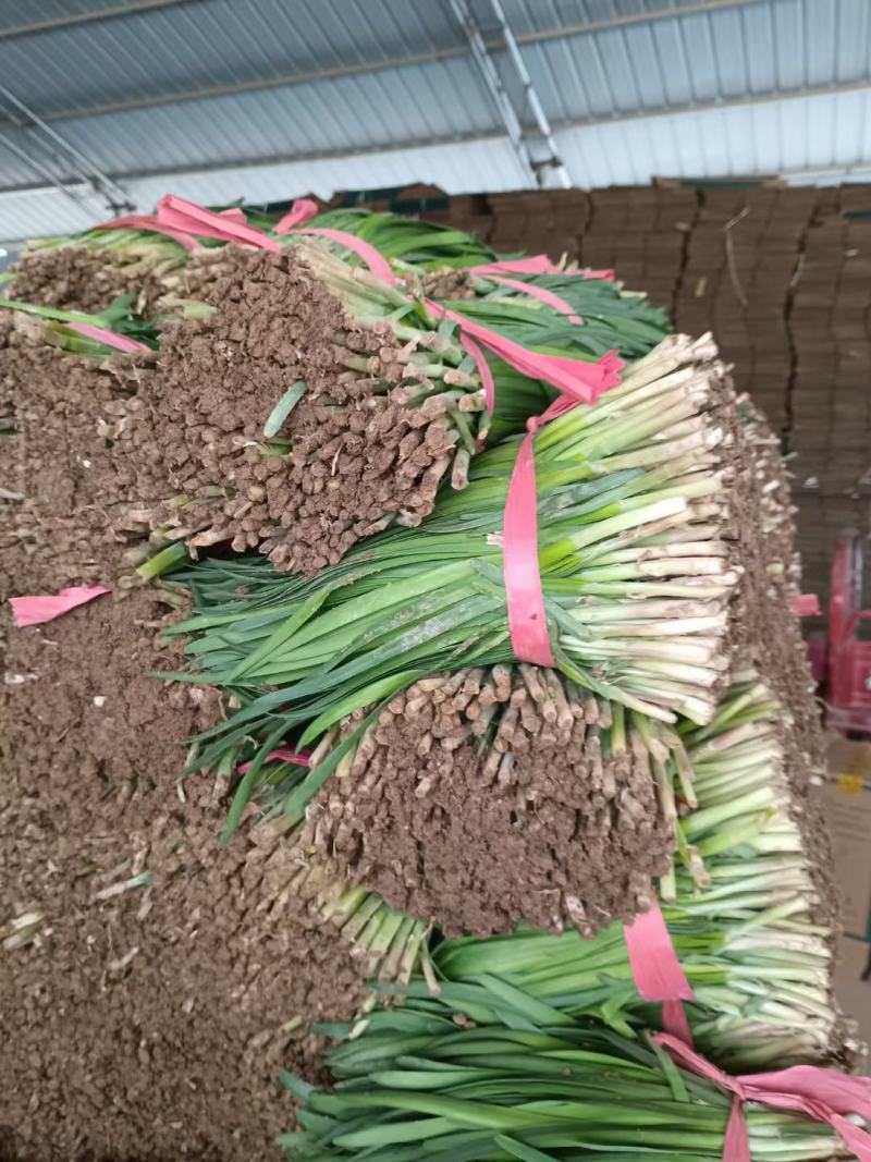 精品大田韭菜，直供电商平台商超市场，产地直发长期合作