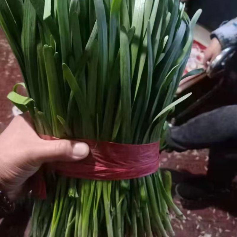 精品大田韭菜，直供电商平台商超市场，产地直发长期合作