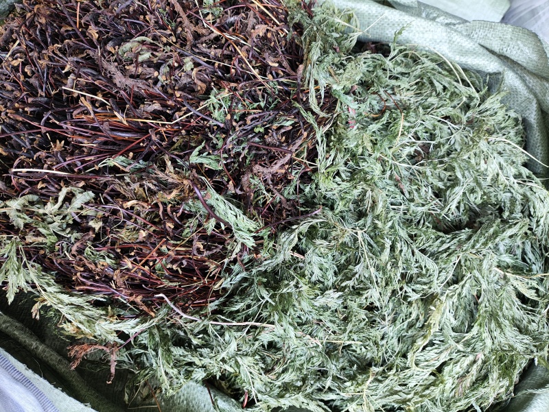 野生乌韭乌蕨小叶凤尾蕨柏芝蕨小叶金花草干品生品