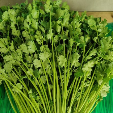 精品香菜，好赖都有，价格随行就市
