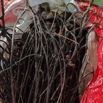 野生药材蛇龙草弯腰还魂草苗药泡酒中药材