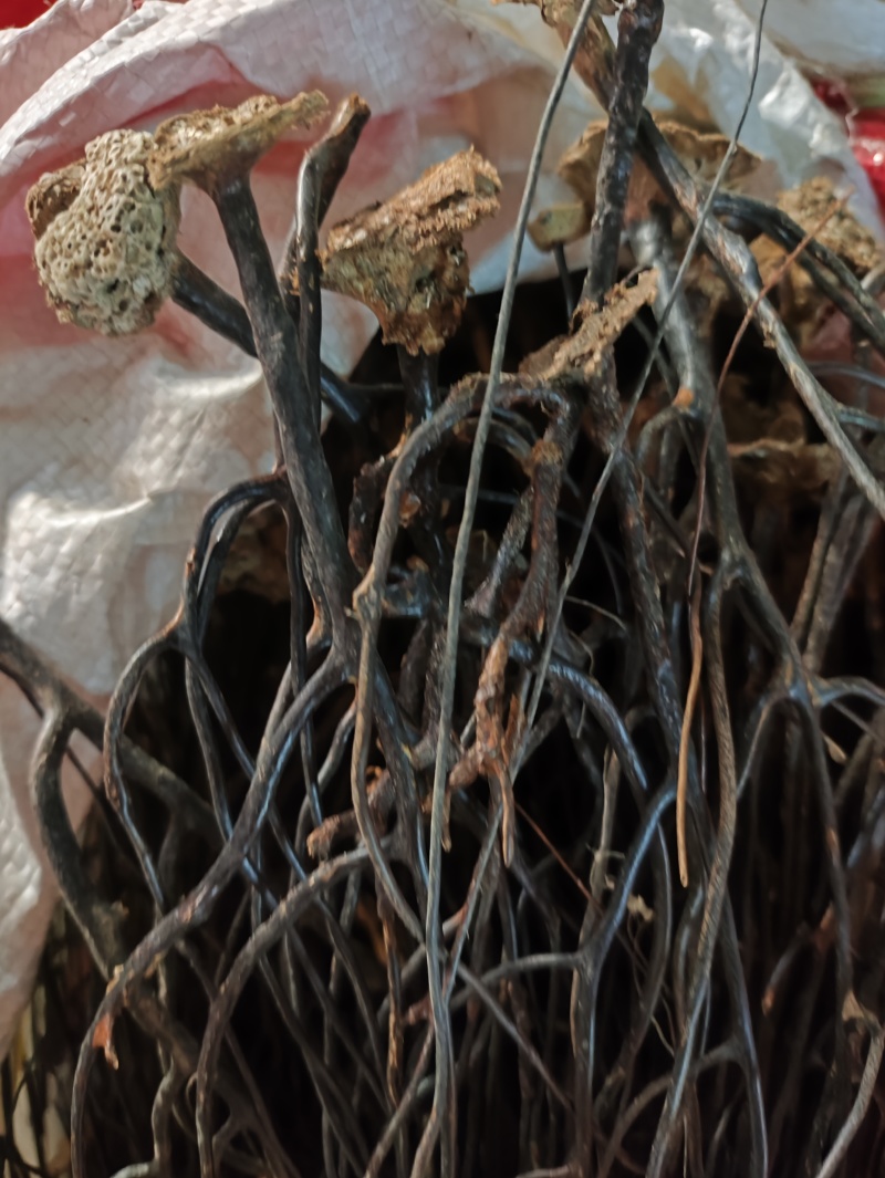 野生药材蛇龙草弯腰还魂草苗药泡酒中药材