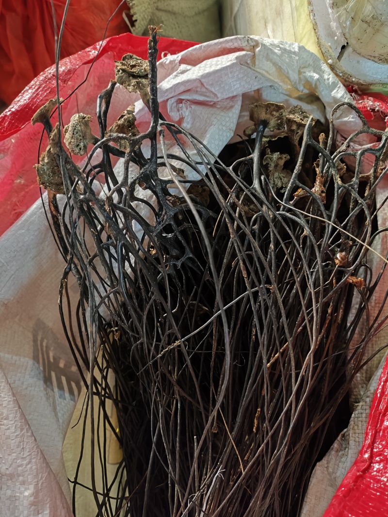 野生药材蛇龙草弯腰还魂草苗药泡酒中药材