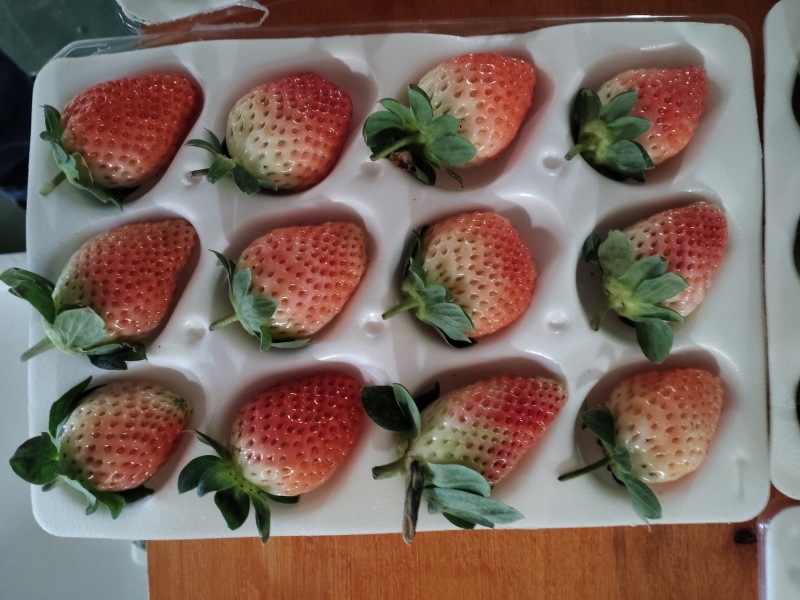黔莓