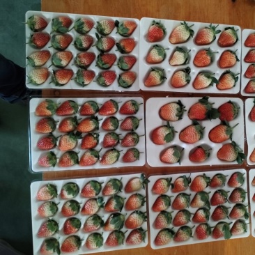 黔莓
