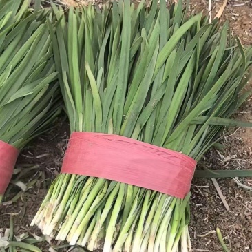 韭菜大棚大田韭菜，可对接各大市场和电商平台整车