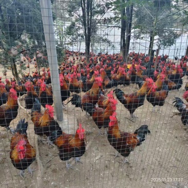【热卖】贵州优质瑶鸡养殖基地直发品种优良肉质紧实