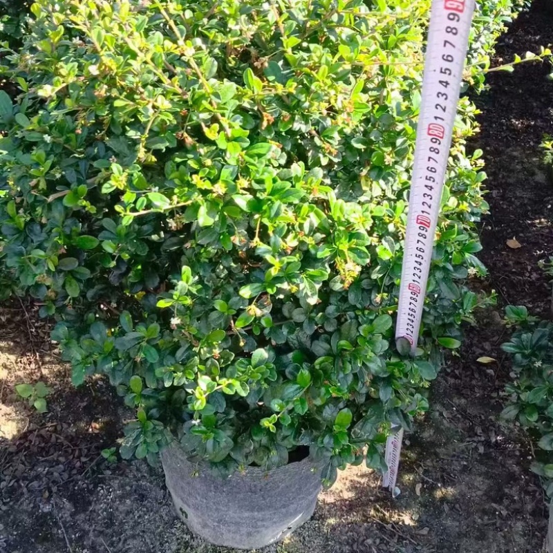 福建茶/福建茶球型/福利29块/棵