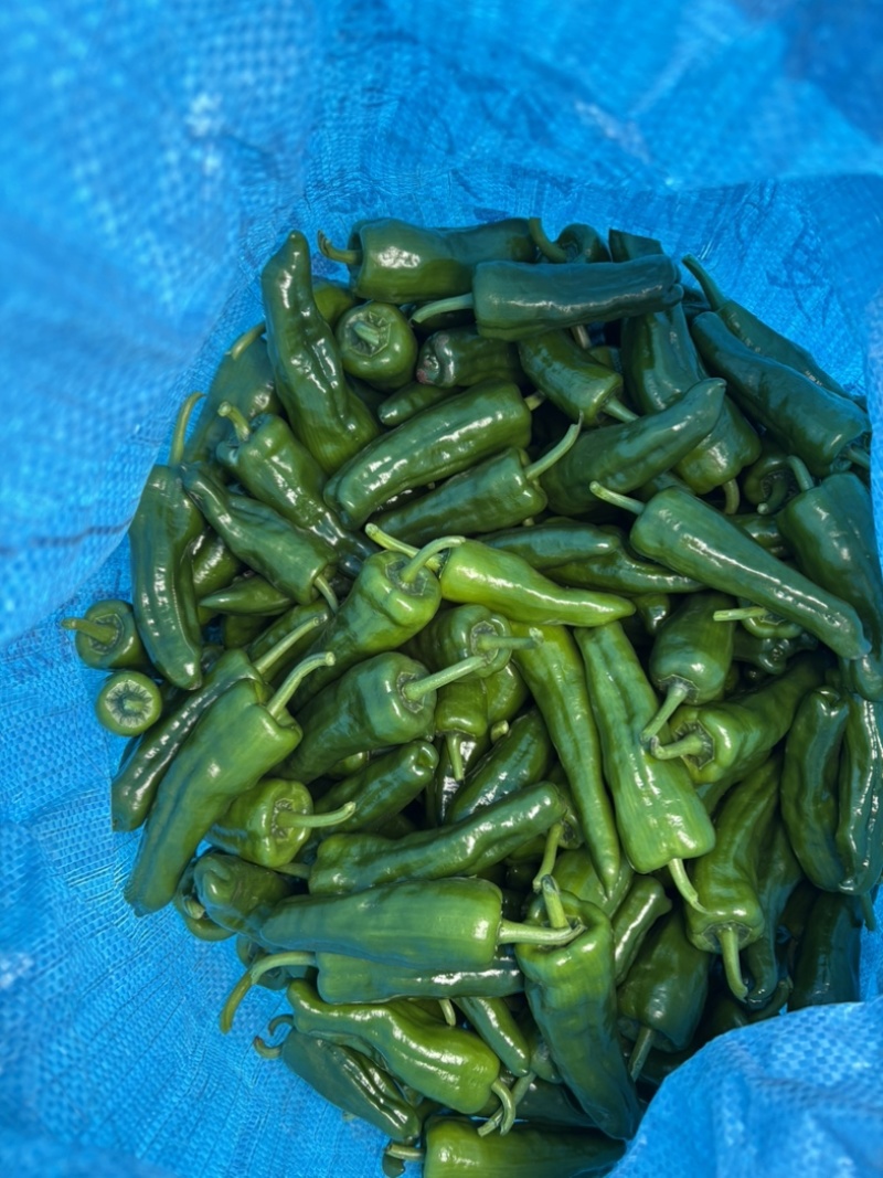 青辣椒鲜泡鼓椒