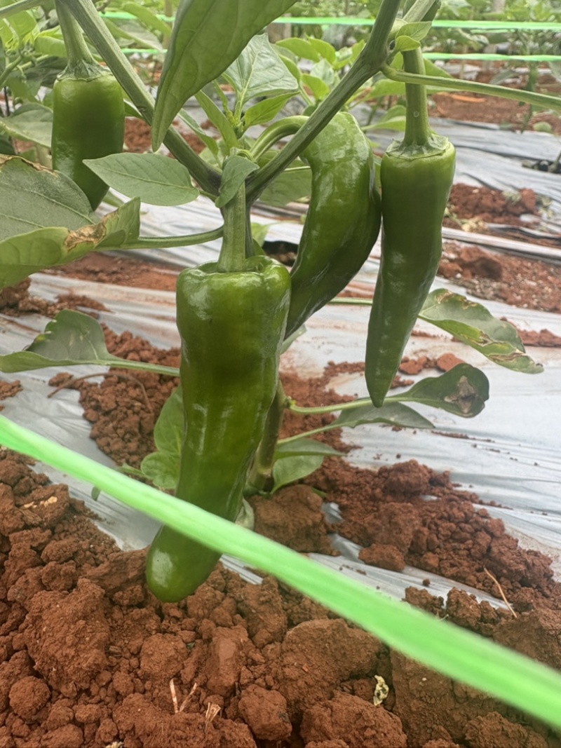 青辣椒鲜泡鼓椒