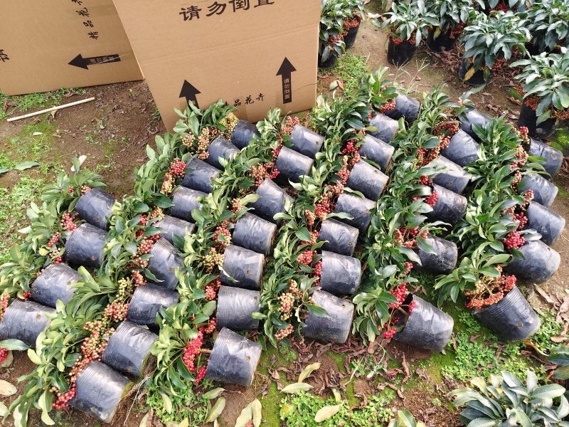 富贵籽矮果