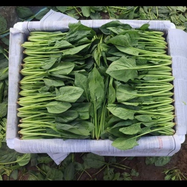 精品菠菜