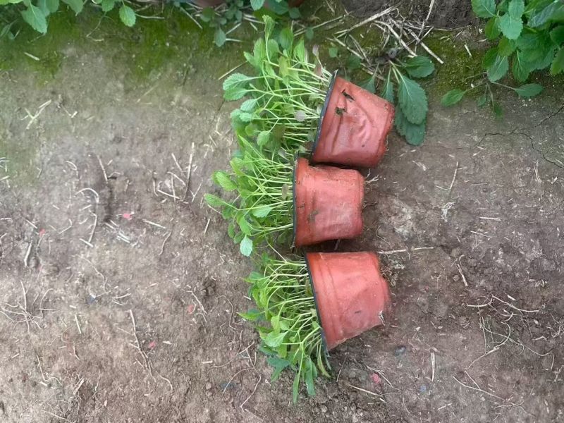 观花植物柳叶马鞭草120杯，基地有量，欢迎来一亩田订购