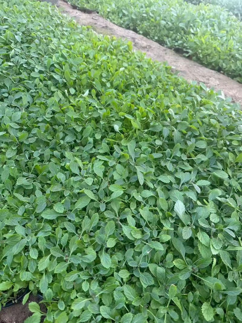 观花植物柳叶马鞭草120杯，基地有量，欢迎来一亩田订购