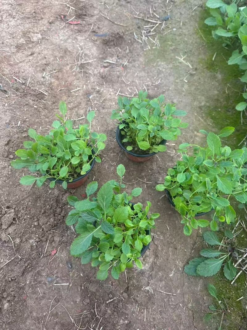 观花植物柳叶马鞭草120杯，基地有量，欢迎来一亩田订购