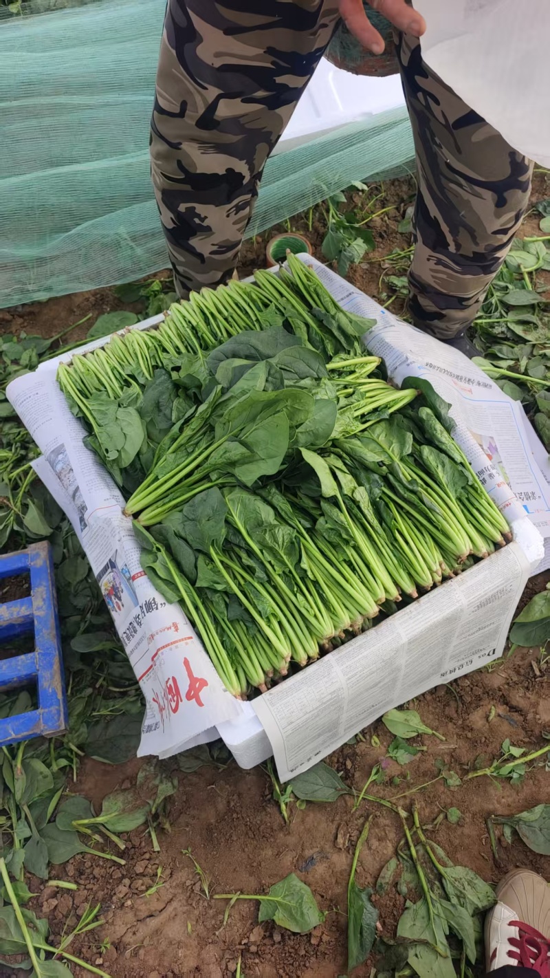 精品菠菜