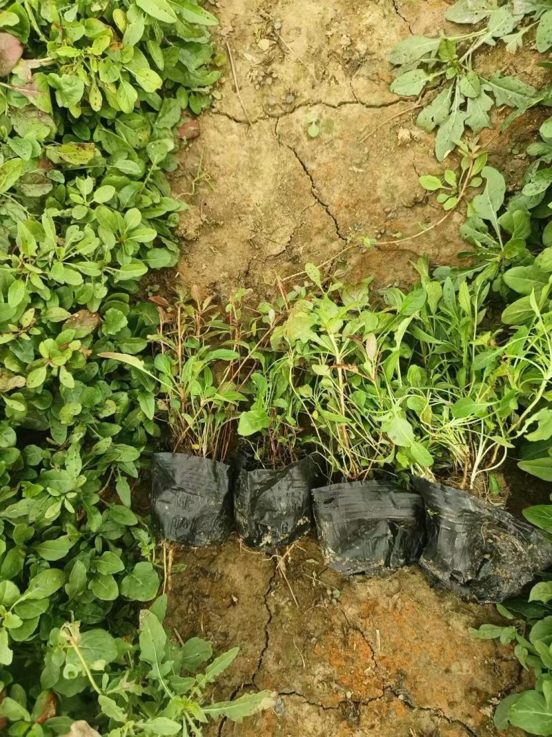 观花植物美丽月见草小杯、120杯，基地有量，欢迎订购。