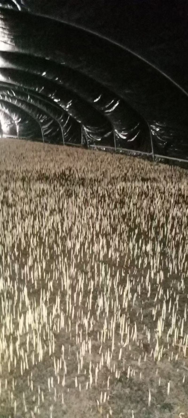 折耳根嫩芽基地上市了空运全国当日达