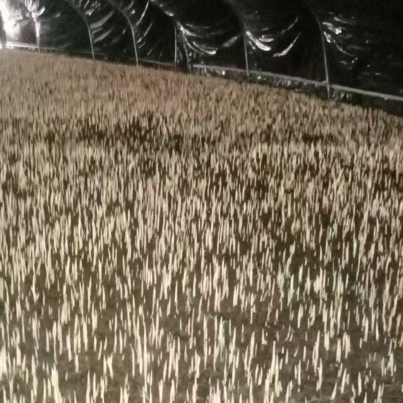 折耳根嫩芽基地上市了空运全国当日达