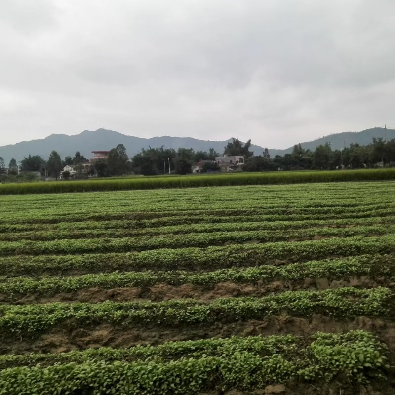 惠州梅菜惠州梅干菜原产地发货品质保证梅菜扣肉