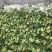惠州梅菜惠州梅干菜原产地发货品质保证梅菜扣肉