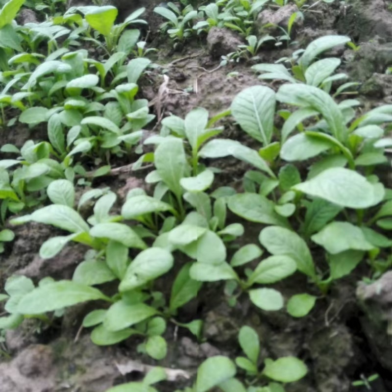 惠州梅菜惠州梅干菜原产地发货品质保证梅菜扣肉