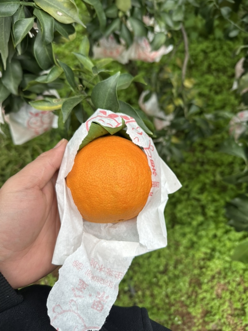 爱媛38果冻橙，皮薄肉厚汁水多