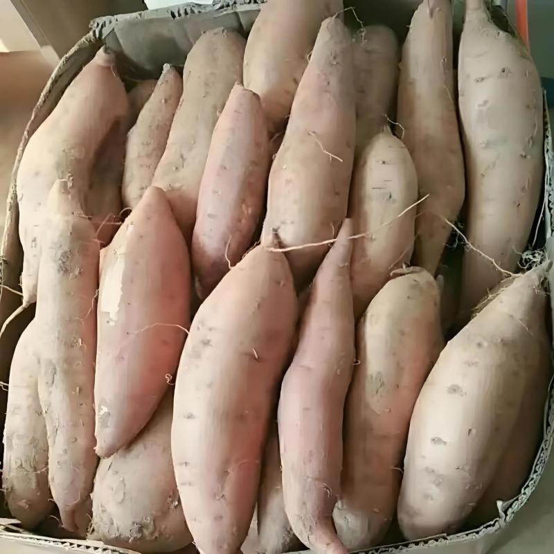 内蒙哈密红薯，产地直发，保质保量，诚信经营，欢迎选购