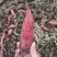 西瓜红蜜薯，一手货源，全国发货，可对接电商商超等，诚信经