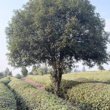 13公分桂花树
