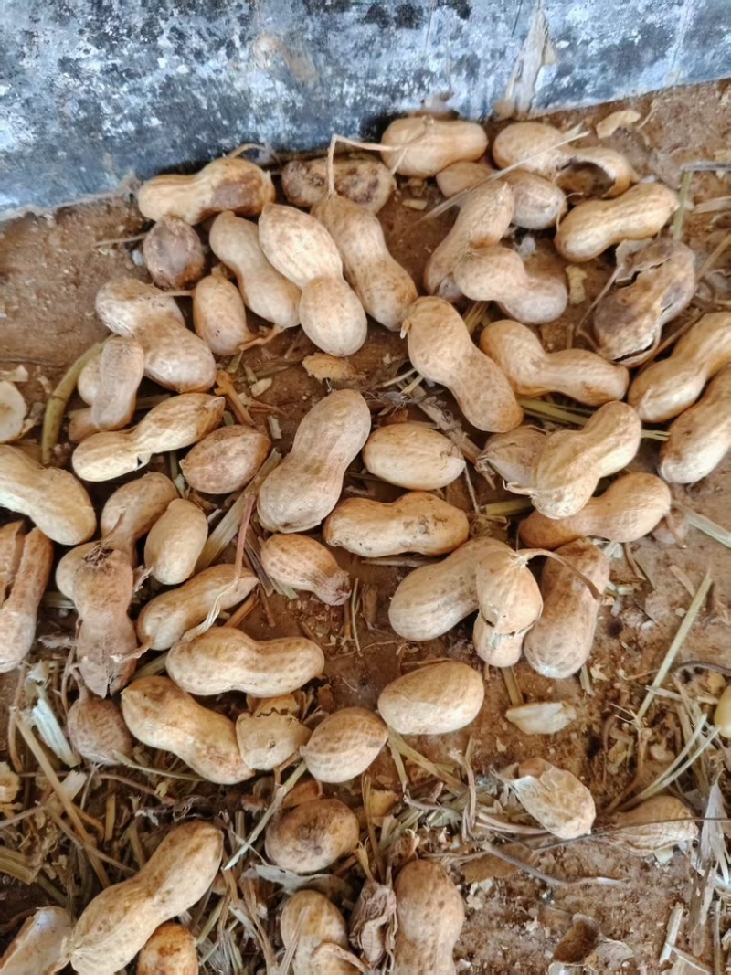 花生干花生小日本干花生产地直发大量有货欢迎电联