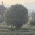 13公分桂花树