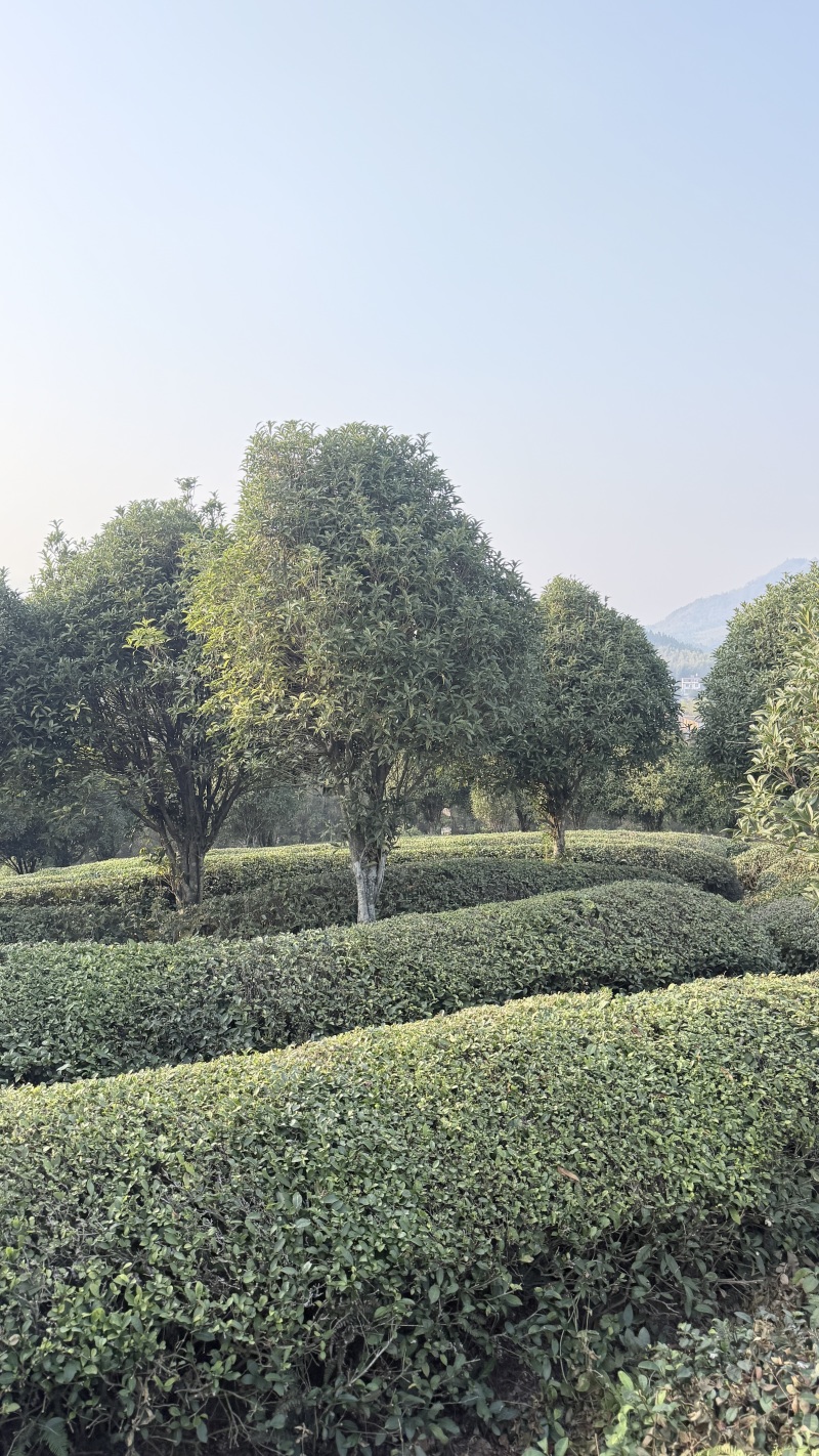 13公分桂花树