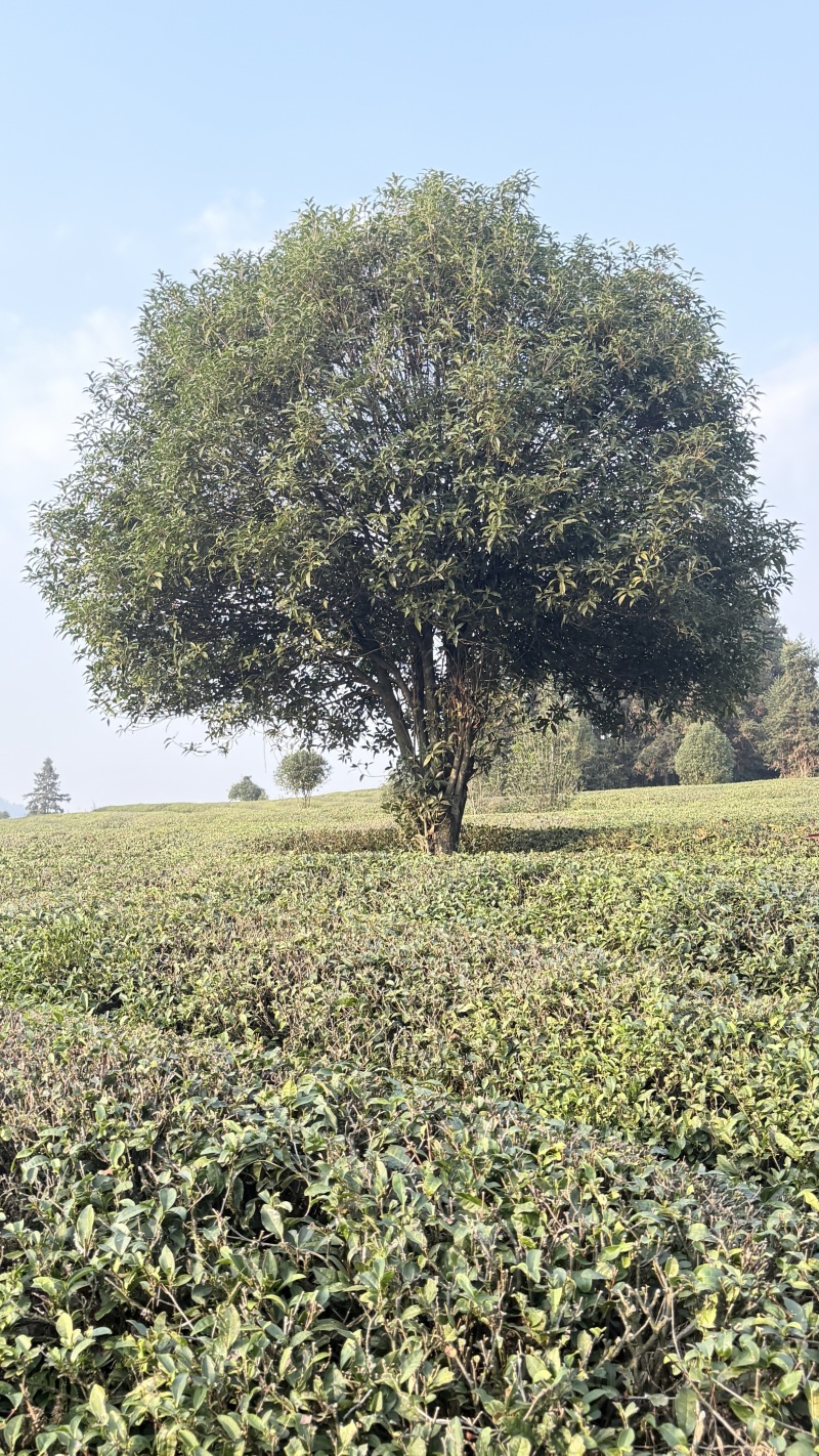 13公分桂花树