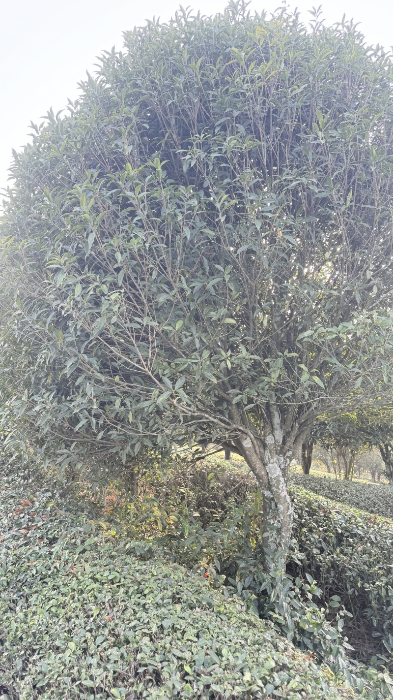 13公分桂花树