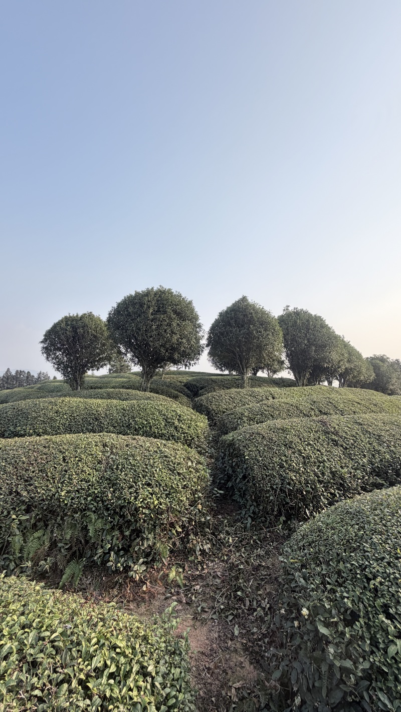 13公分桂花树