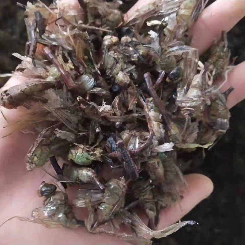 蜻蜓中药材蜻蜓干货绿蜻蜓药用蜻蜓正品诚信经营