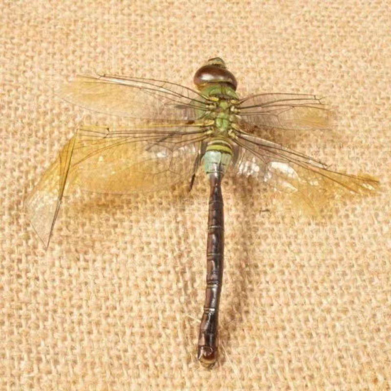 蜻蜓中药材蜻蜓干货绿蜻蜓药用蜻蜓正品诚信经营
