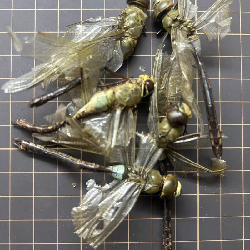 蜻蜓中药材蜻蜓干货绿蜻蜓药用蜻蜓正品诚信经营